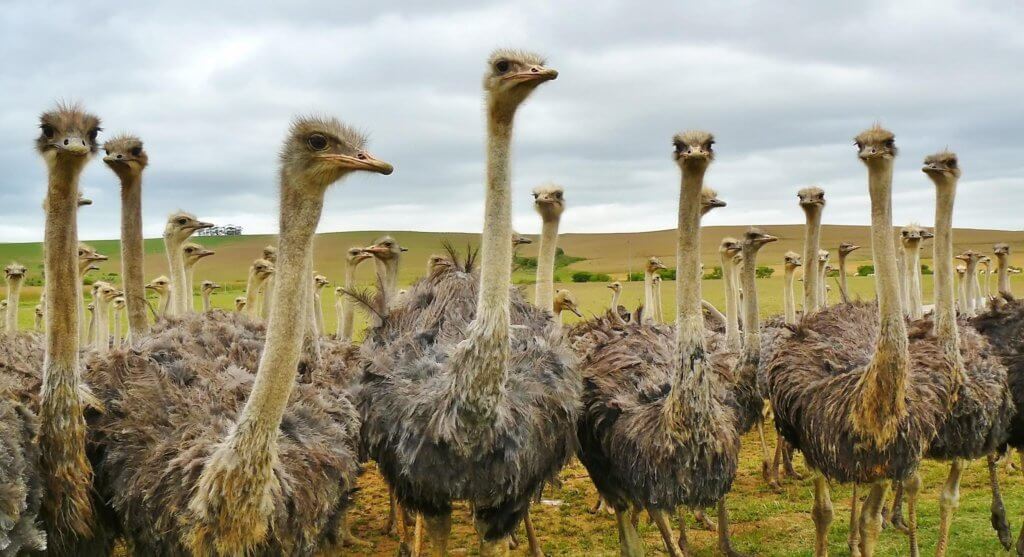 ostriches at the ostrich farm in South Africa