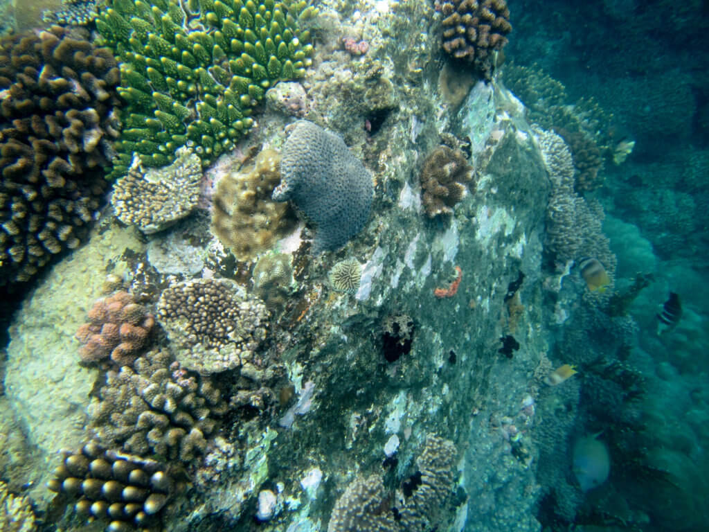 underwater sea life