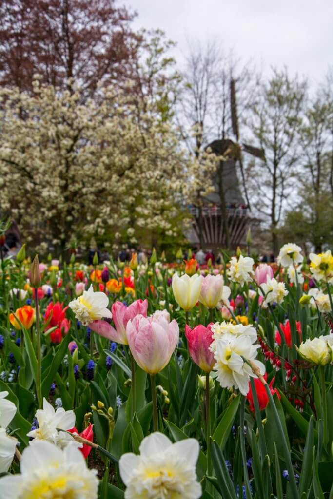 beautiful tulip garden in amsterdam