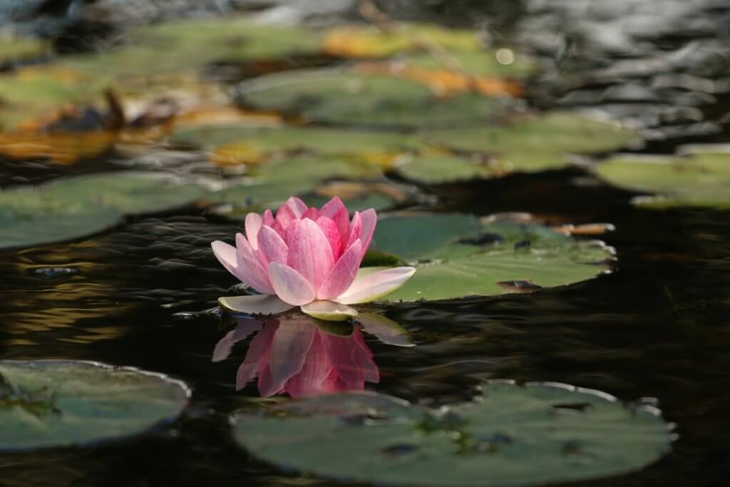 This is an image of a lotus flower in the water