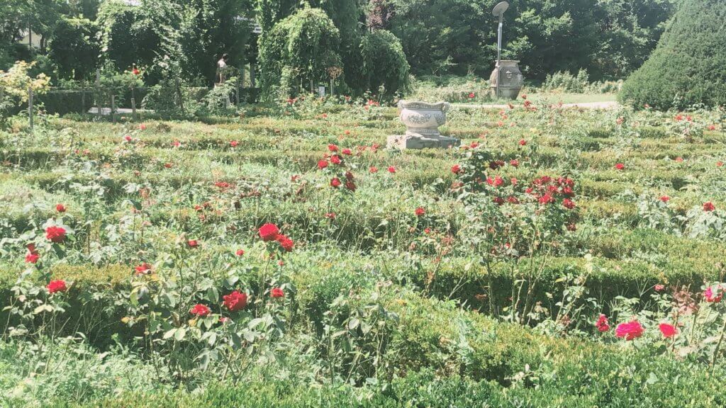 the roses park in timisoara, romania